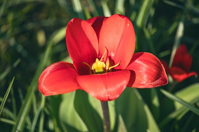 Download gratuito Tulip Flower Plant Ornamental - foto o immagine gratis da modificare con l'editor di immagini online di GIMP