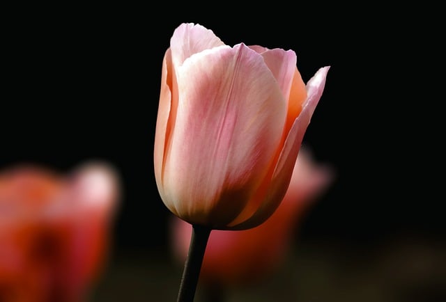 Free download tulip flower plant ornamental plant free picture to be edited with GIMP free online image editor