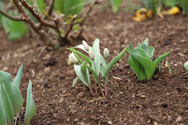Free download tulip flowers garden flowerbed free picture to be edited with GIMP free online image editor