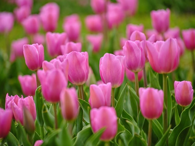 Free download tulip flowers herb nature pink free picture to be edited with GIMP free online image editor