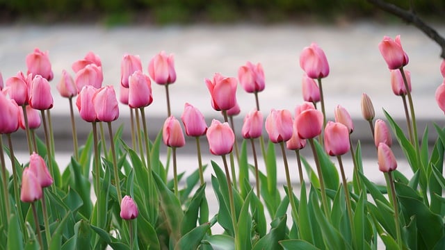 Free download tulip flowers plants pink flowers free picture to be edited with GIMP free online image editor