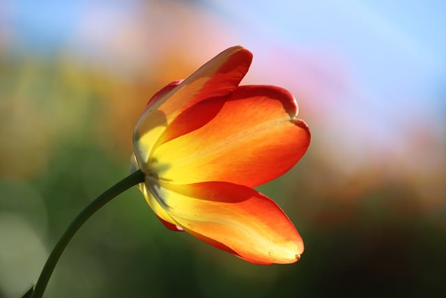 Free download tulip flower spring blossom bloom free picture to be edited with GIMP free online image editor