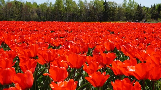 Tulip Flowers Red download grátis - foto ou imagem grátis para ser editada com o editor de imagens online GIMP