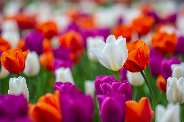 Muat turun percuma Tulip Flowers Spring - foto atau gambar percuma untuk diedit dengan editor imej dalam talian GIMP