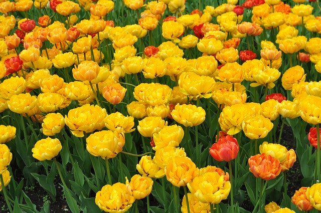 دانلود رایگان Tulip Flowers Tulips - عکس یا عکس رایگان قابل ویرایش با ویرایشگر تصویر آنلاین GIMP
