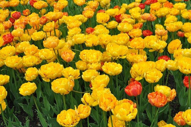 Free download Tulip Flowers Tulips -  free photo or picture to be edited with GIMP online image editor