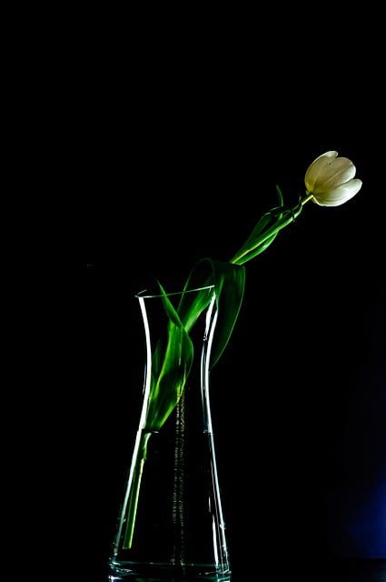 Free graphic tulip flower vase still life to be edited by GIMP free image editor by OffiDocs