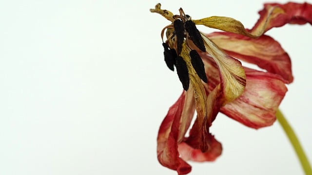 Free download tulip flower wilted red flower free picture to be edited with GIMP free online image editor