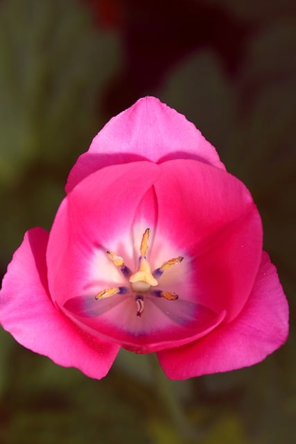 Free download tulip garden flower bloom spring free picture to be edited with GIMP free online image editor