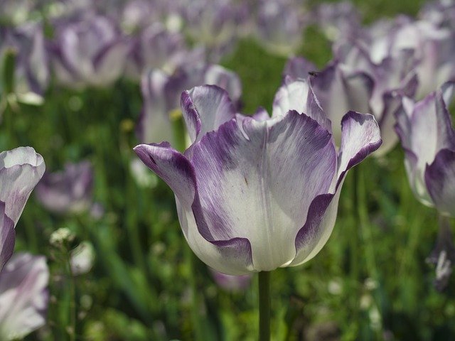 הורדה חינם של Tulip Garden Flowers - תמונה או תמונה בחינם לעריכה עם עורך התמונות המקוון GIMP