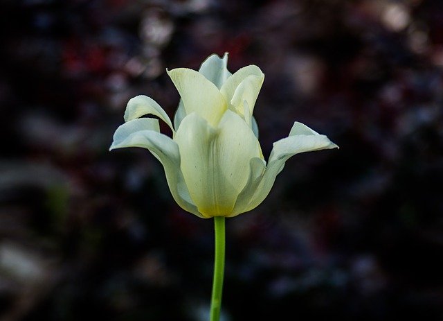 Free download Tulip Green White Flower -  free photo or picture to be edited with GIMP online image editor