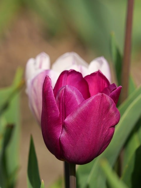 Free download tulip holland flowers blossom free picture to be edited with GIMP free online image editor