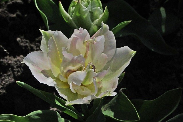 Baixe grátis Tulip Large Flowers - foto ou imagem grátis para ser editada com o editor de imagens online GIMP