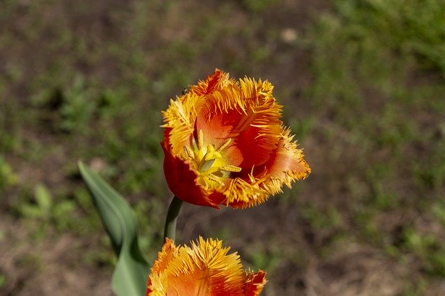 Free download Tulip May Spring -  free photo or picture to be edited with GIMP online image editor