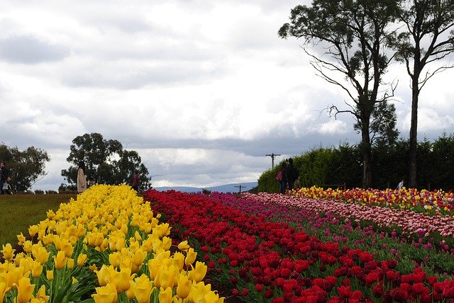 Template Photo Tulip Nature Landscape -  for OffiDocs