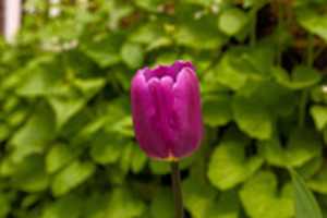 Free download Tulip of Spring 2 free photo or picture to be edited with GIMP online image editor