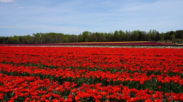 Descarga gratuita Tulip Open Country Flowers: foto o imagen gratuita para editar con el editor de imágenes en línea GIMP