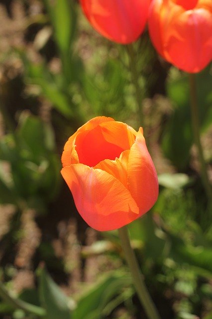 Download grátis Tulip Orange Landscape - foto ou imagem grátis para ser editada com o editor de imagens online GIMP