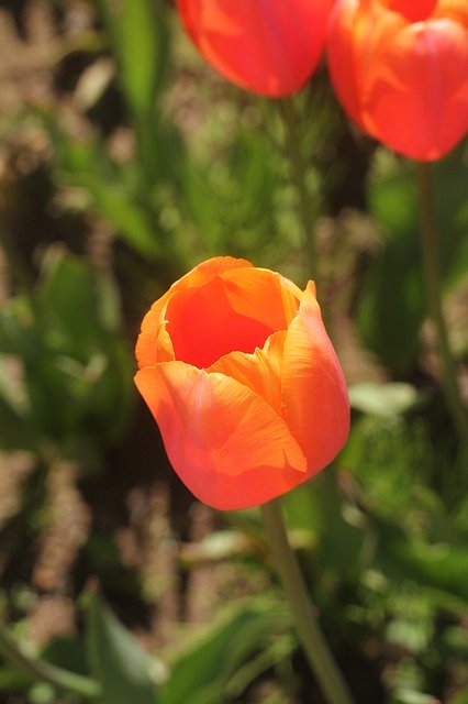 Free download Tulip Orange Landscape -  free photo or picture to be edited with GIMP online image editor