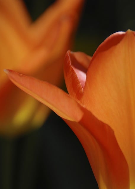 Free download tulip orange tulip orange flower free picture to be edited with GIMP free online image editor