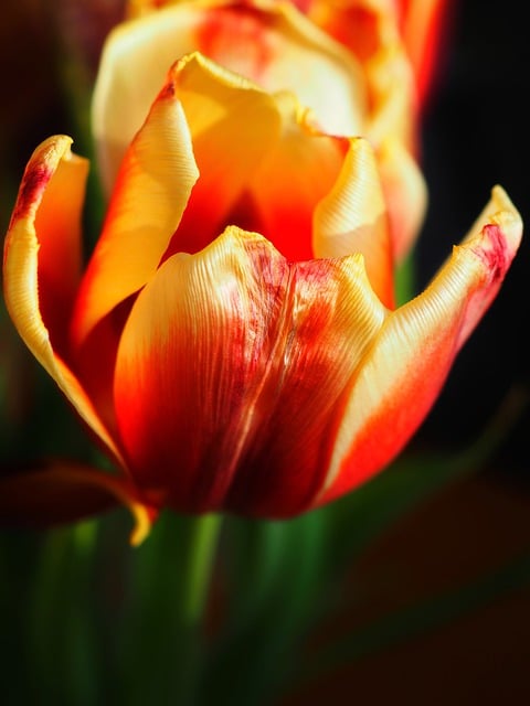 Gratis download tulpenbloemblaadjes bloem flora plantkunde gratis foto om te bewerken met GIMP gratis online afbeeldingseditor