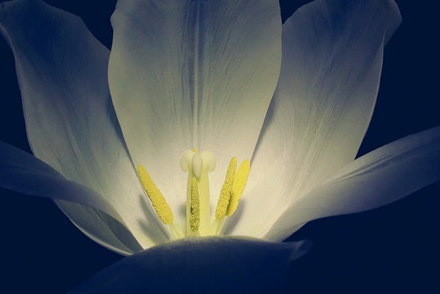 Free download tulip petals pollen spring free picture to be edited with GIMP free online image editor
