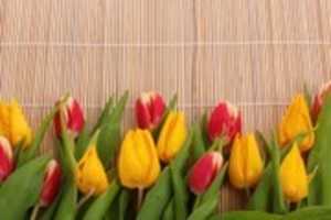 Free download Tulip Pictures free photo or picture to be edited with GIMP online image editor