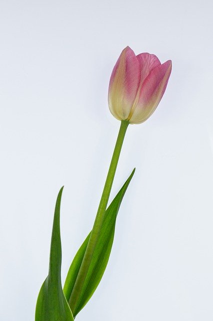 Free download Tulip Pink Easter Flowers -  free free photo or picture to be edited with GIMP online image editor