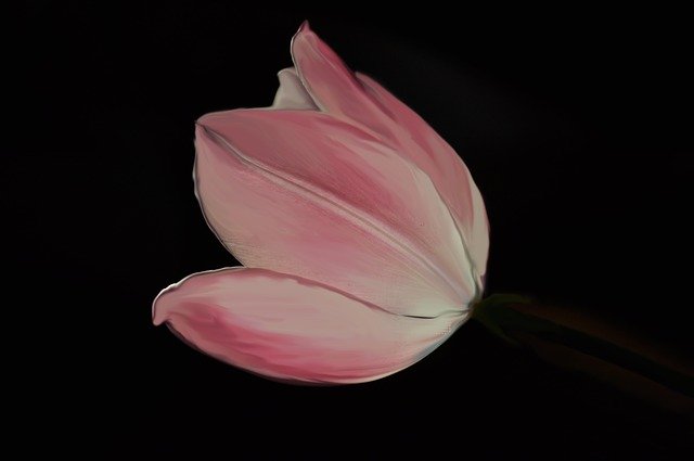 Free download Tulip Pink Flower -  free photo or picture to be edited with GIMP online image editor