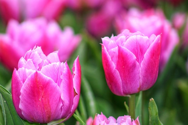 Téléchargement gratuit de l'image gratuite de tulipe rose nature botanique printemps à modifier avec l'éditeur d'images en ligne gratuit GIMP