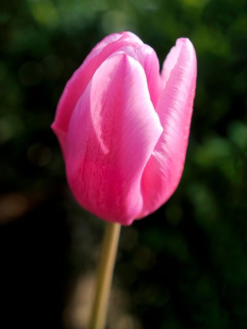 Free download tulip pink tulip pink flower flower free picture to be edited with GIMP free online image editor