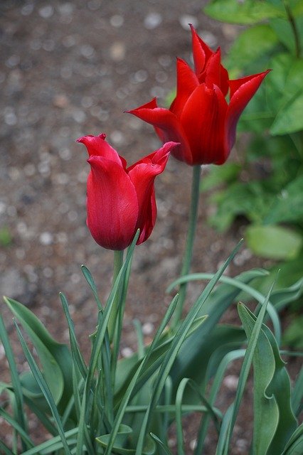 Free download Tulip Plant Tulips -  free photo or picture to be edited with GIMP online image editor