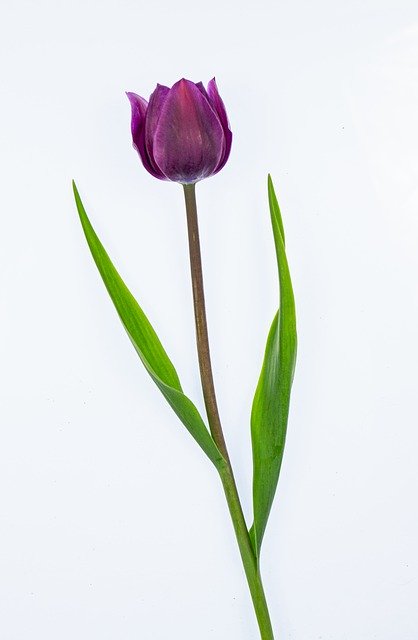 Free download Tulip Purple Easter Flowers -  free free photo or picture to be edited with GIMP online image editor