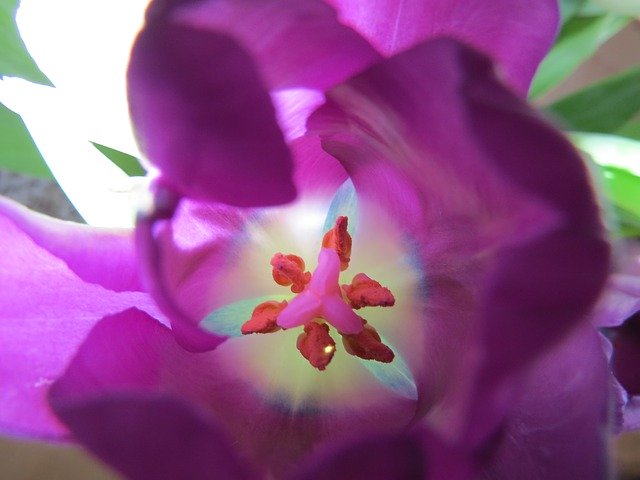 Free download Tulip Purple Pistil -  free photo or picture to be edited with GIMP online image editor