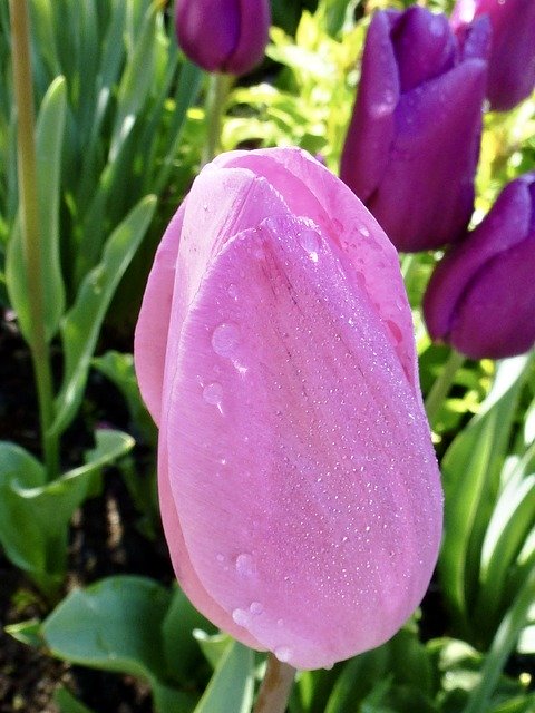 Gratis download Tulip Rain Drip - gratis foto of afbeelding om te bewerken met GIMP online afbeeldingseditor