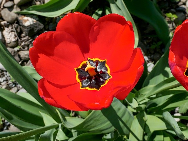 Libreng download Tulip Red Flower Close - libreng larawan o larawan na ie-edit gamit ang GIMP online na editor ng imahe