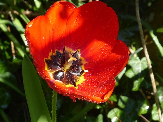 Descarga gratuita Tulip Red Stamens: foto o imagen gratuita para editar con el editor de imágenes en línea GIMP