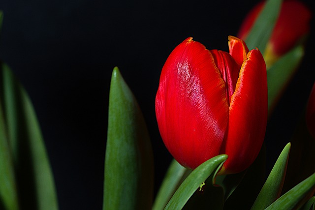 Free download tulip red tulip blooming flower free picture to be edited with GIMP free online image editor