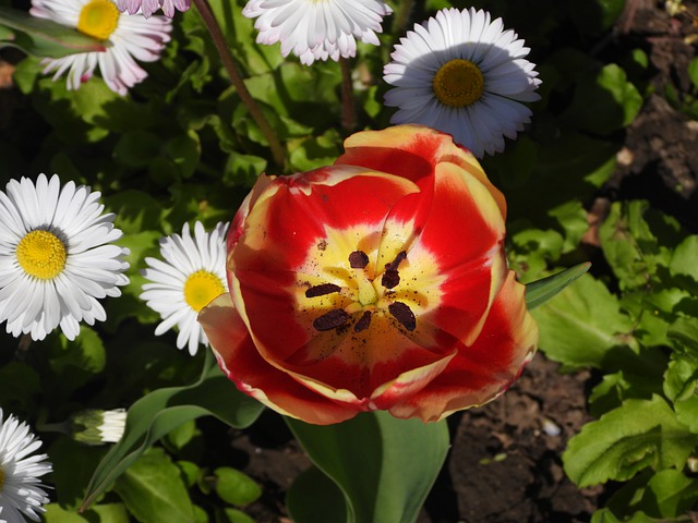 Free download tulip red tulip daisies free picture to be edited with GIMP free online image editor
