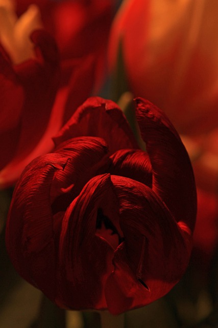 Free download tulip red tulip red flower flower free picture to be edited with GIMP free online image editor