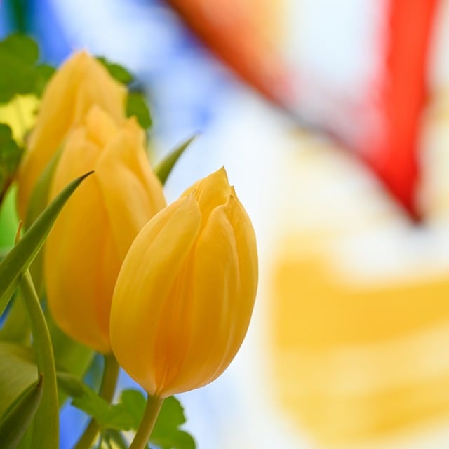 Free download tulips altar easter yellow church free picture to be edited with GIMP free online image editor