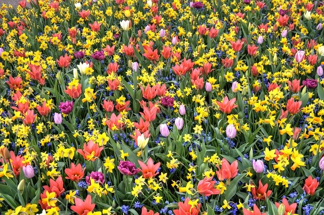 Free download Tulips Bed Flowers -  free photo or picture to be edited with GIMP online image editor