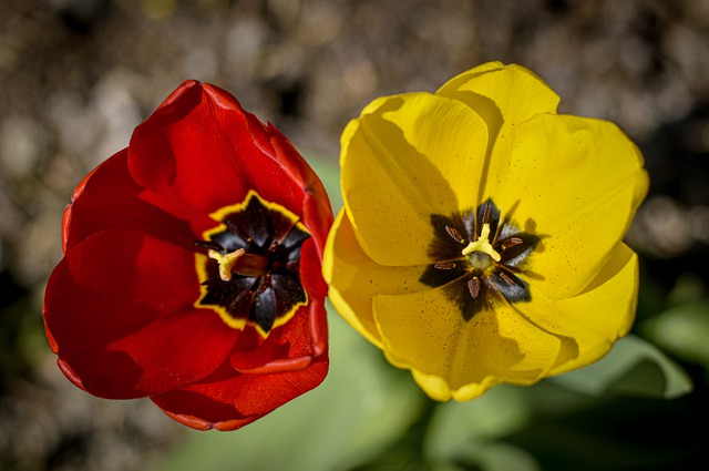 Free download tulips bi color garden spring free picture to be edited with GIMP free online image editor
