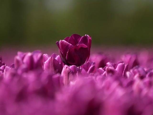 Free download tulips bloom spring blossom free picture to be edited with GIMP free online image editor
