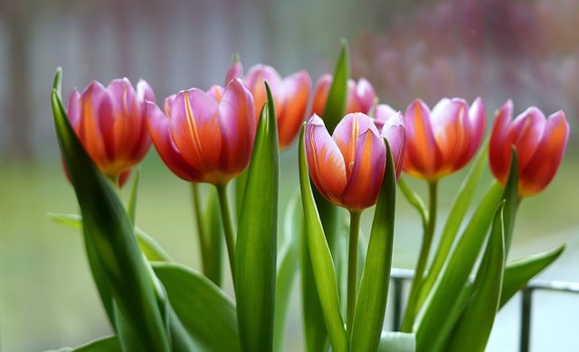 Free download tulips blossom bloom spring nature free picture to be edited with GIMP free online image editor