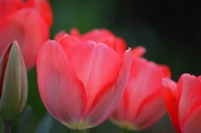 Free download tulips blossoms flower spring free picture to be edited with GIMP free online image editor