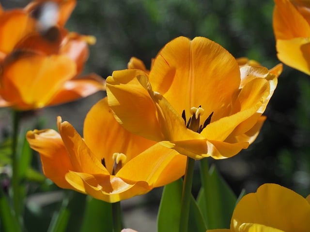 Free download tulips blossoms spring nature free picture to be edited with GIMP free online image editor