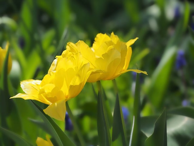 Free download tulips blossoms spring yellow free picture to be edited with GIMP free online image editor