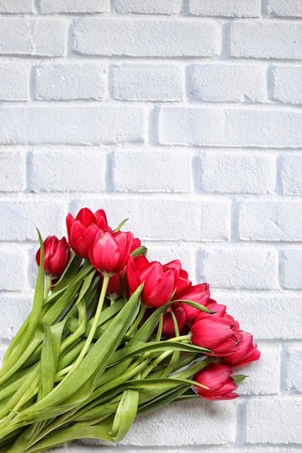 Free download tulips bouquet flowers brick free picture to be edited with GIMP free online image editor