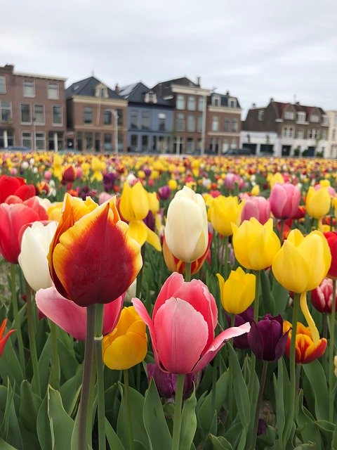 Muat turun percuma Tulips Delft Flowers - foto atau gambar percuma untuk diedit dengan editor imej dalam talian GIMP